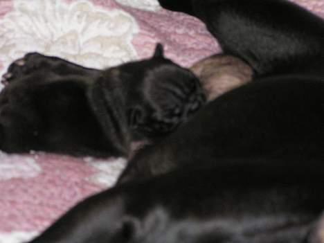 Fransk bulldog Viktorie Ujamik - 1 uge gammel billede 4