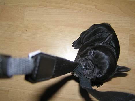 Fransk bulldog Viktorie Ujamik - jeg er en bandit billede 5