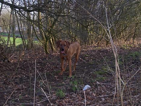 Rhodesian ridgeback Diata - marts 2007 billede 8