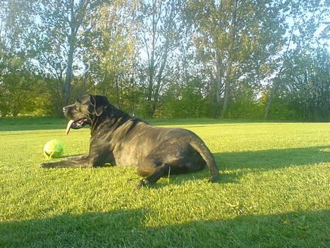 Cane corso Shakira billede 8