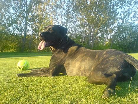 Cane corso Shakira billede 9