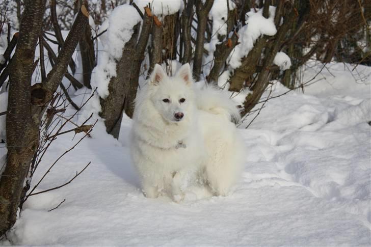 Japansk spids Miska aka smuksakken billede 2