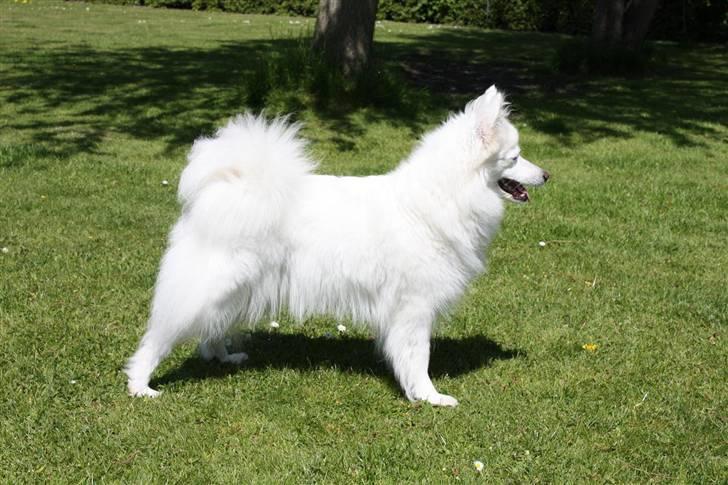 Japansk spids Miska aka smuksakken billede 1