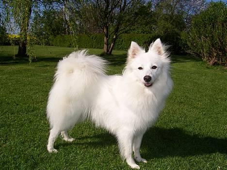 Japansk spids Miska aka smuksakken billede 4