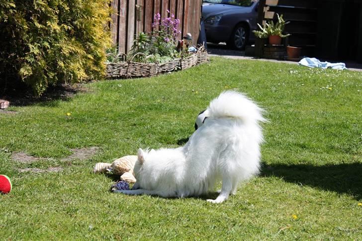 Japansk spids Miska aka smuksakken billede 3