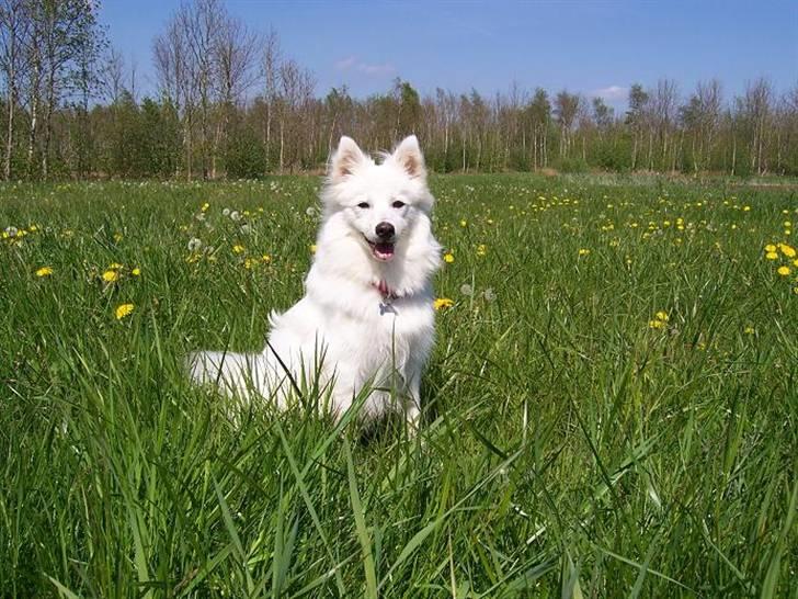 Japansk spids Miska aka smuksakken billede 5