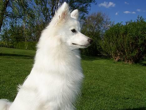 Japansk spids Miska aka smuksakken billede 6