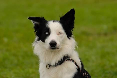 Border collie Blue - Blue 2 år, med sjov mund billede 4