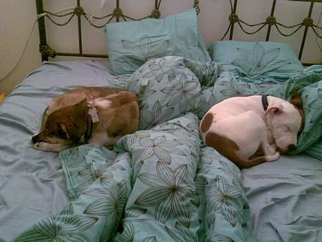 Amerikansk staffordshire terrier Baby - Ja vi gider altså ikke stå tidligt op...( 1. dag i mit nye hjem) billede 16