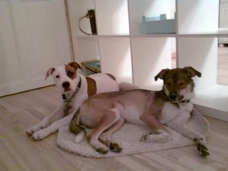 Amerikansk staffordshire terrier Baby - Er vi ikke dejlige :-) billede 17