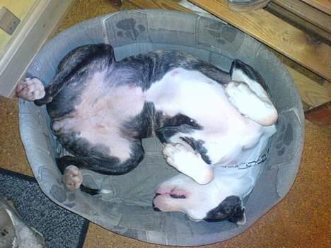 Amerikansk staffordshire terrier freja billede 6