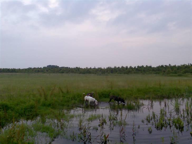 Amerikansk staffordshire terrier Baby - Ude og bade :-) billede 19