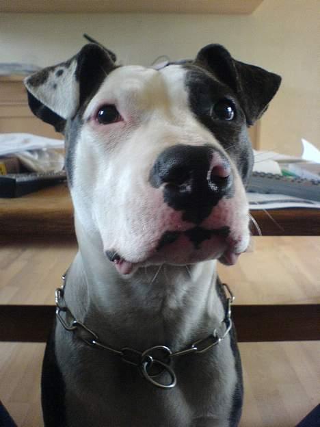 Amerikansk staffordshire terrier freja billede 7