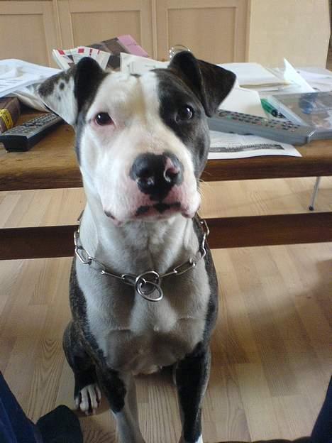 Amerikansk staffordshire terrier freja billede 8