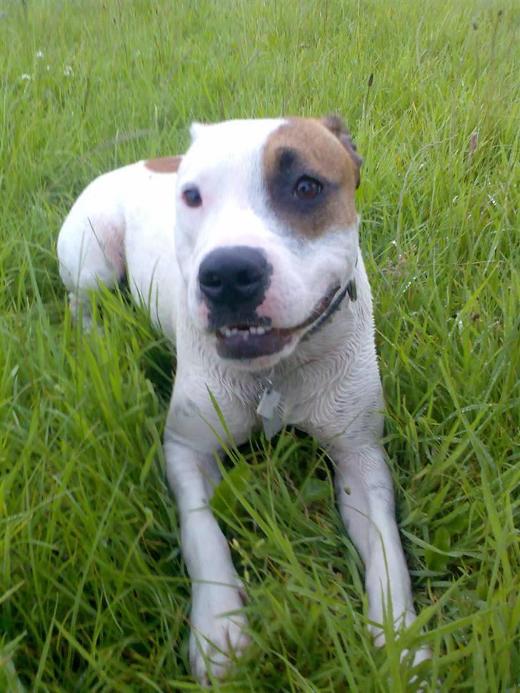 Amerikansk staffordshire terrier Baby - Ja ja.. jeg ved det .. jeg er lækker ;-) billede 20