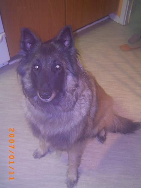 Tervueren Zitta - kigger på min far billede 1