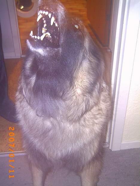 Tervueren Zitta - jeg tror der kommer nogen. billede 2