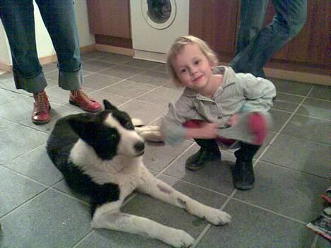 Karelsk bjørnehund Bjørnehusets Takki*Død* - Mig og Carla-mennesket.. Her er jeg stadig lidt tynd efter sygdom billede 19