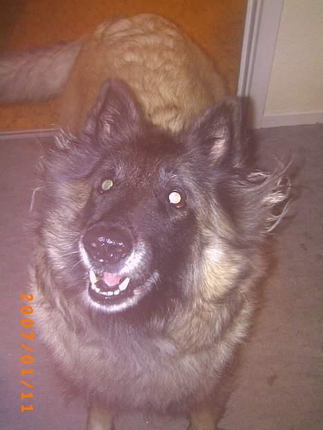 Tervueren Zitta - venter på at komme ud og gå. billede 3