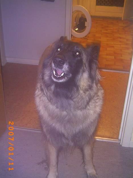 Tervueren Zitta - kom så, nu går vi. billede 4