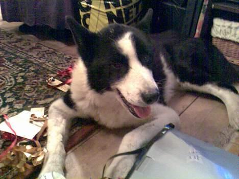 Karelsk bjørnehund Bjørnehusets Takki*Død* - Juleaften 2006 billede 20