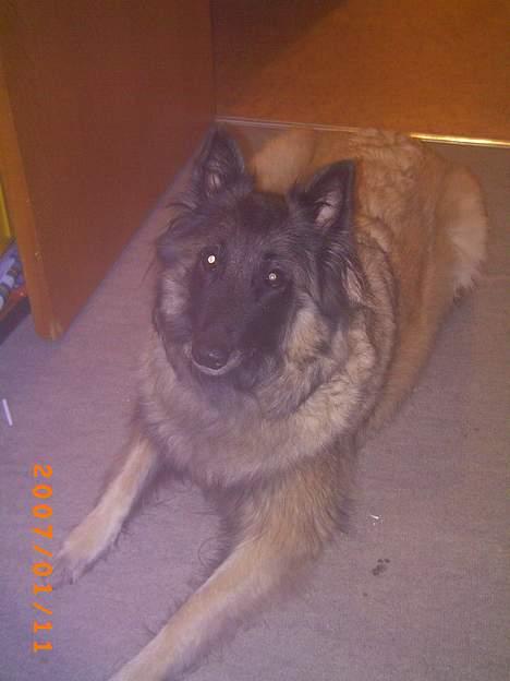 Tervueren Zitta - komså far. billede 5