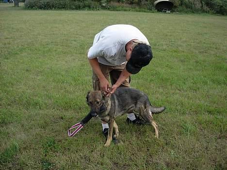 Schæferhund Amager's Chiwa *Død* billede 4