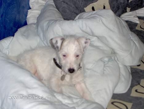 Jack russell terrier frikke billede 5