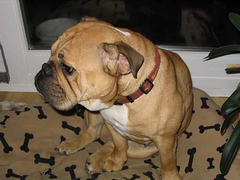 Engelsk bulldog Molly billede 4