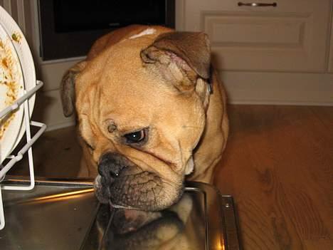 Engelsk bulldog Molly - snuser lige til opvaskeren :) billede 5