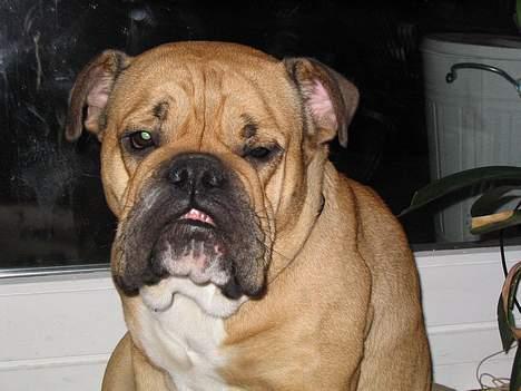 Engelsk bulldog Molly billede 6