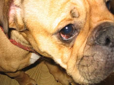 Engelsk bulldog Molly - rynke ;} billede 7