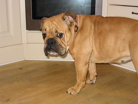 Engelsk bulldog Molly billede 8