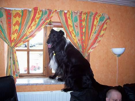 Blanding af racer bølle - bølle på sin yndlings plads i huset vindus karmen. billede 2