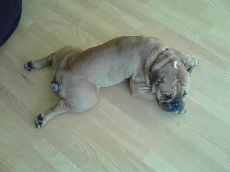 Engelsk bulldog Molly - typisk måde at ligge på for molly billede 9