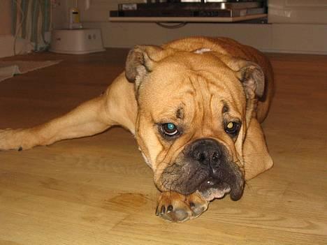 Engelsk bulldog Molly billede 10