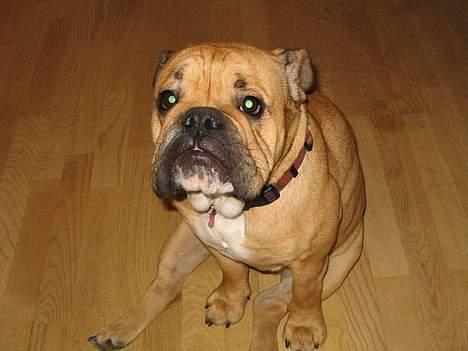 Engelsk bulldog Molly billede 11