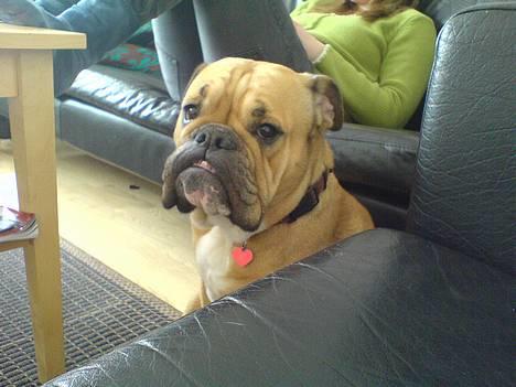 Engelsk bulldog Molly - sidder lige ved sofaen og slapper af billede 12