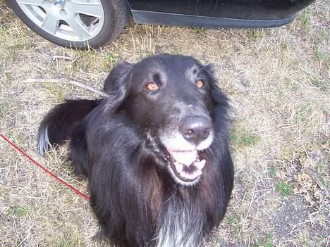 Blanding af racer bølle billede 3