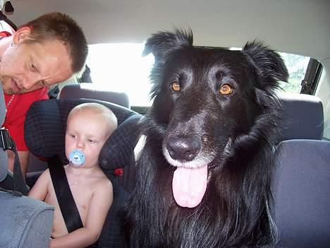 Blanding af racer bølle - bølle elsker at køre bil. han er helt klar billede 5