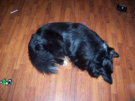 Blanding af racer bølle billede 7