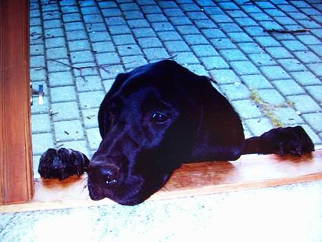 Blanding af racer bølle - fætter oggy som baby. det var den gang ham og bølle bar lige store billede 8