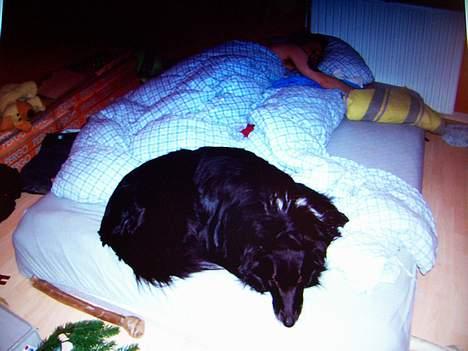 Blanding af racer bølle billede 9