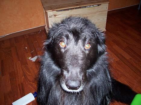 Blanding af racer bølle - bølle nu med punk hår billede 10