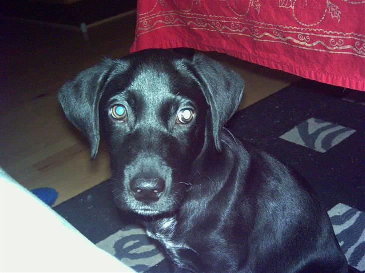 Blanding af racer Kiwi - var jeg ikke sød som lille he he  billede 1