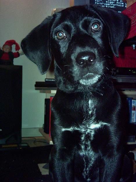 Blanding af racer Kiwi - Var jeg ikke sød dengang jeg var lille? billede 2