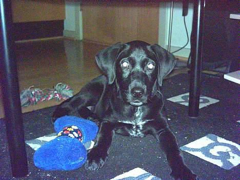 Blanding af racer Kiwi - Her er jeg 3 måneder. billede 3