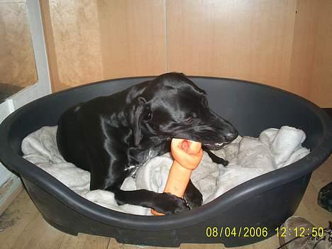 Blanding af racer Kiwi - Nøjj et ben jeg har fået - mums .. billede 4