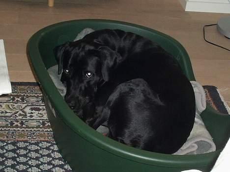 Blanding af racer Kiwi - Lad mig være for jeg er såå træt.. billede 5