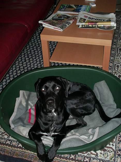 Blanding af racer Kiwi - Her slapper jeg af i sommerhuset. billede 6